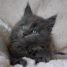 Image pour l'annonce chaton maine coon bleu très bien typé (repro ou compagnie)