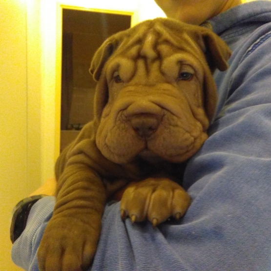 Image pour l'annonce Sharpei