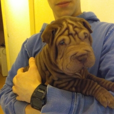 Image pour l'annonce Sharpei