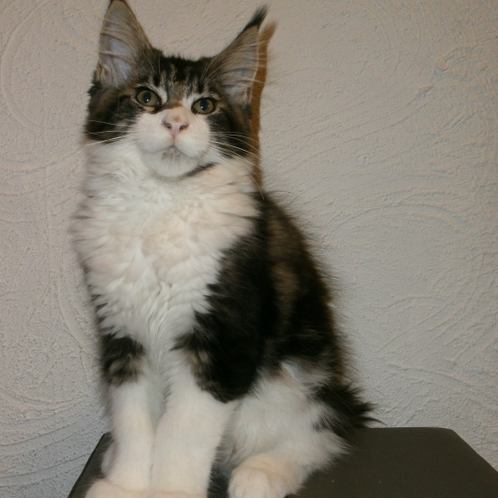 Image pour l'annonce Vends Mâle maine coon Brown blotched tabby blanc