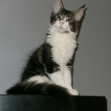 Image pour l'annonce Vends Mâle maine coon Brown blotched tabby blanc