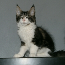 Image pour l'annonce Vends Mâle maine coon Brown blotched tabby blanc