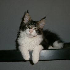 Image pour l'annonce Vends Mâle maine coon Brown blotched tabby blanc
