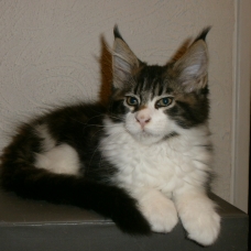 Image pour l'annonce Vends Mâle maine coon Brown blotched tabby blanc