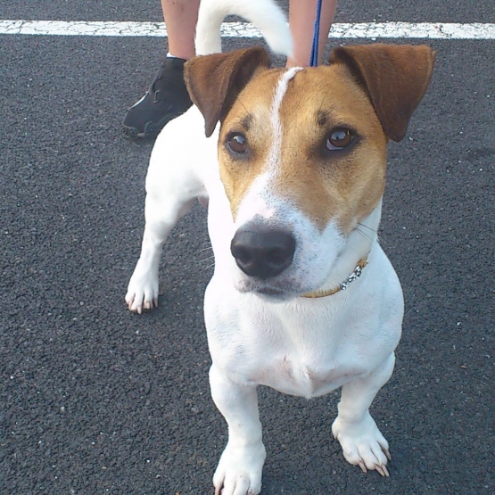 Image pour l'annonce Donne Jack Russell