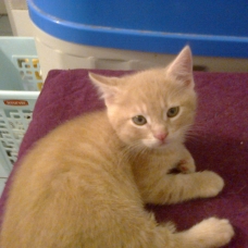 Image pour l'annonce Chaton