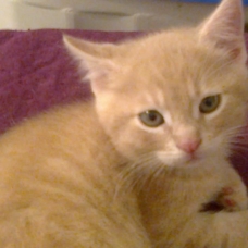 Image pour l'annonce Chaton