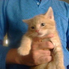 Image pour l'annonce Chaton