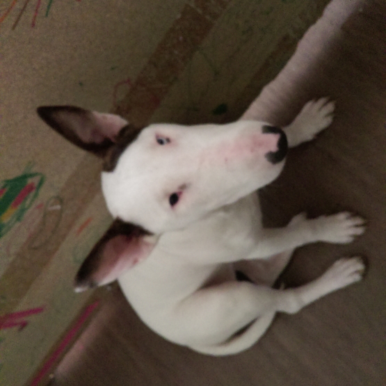 Image pour l'annonce vend bull terrier
