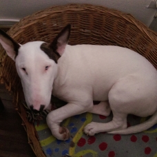 Image pour l'annonce vend bull terrier