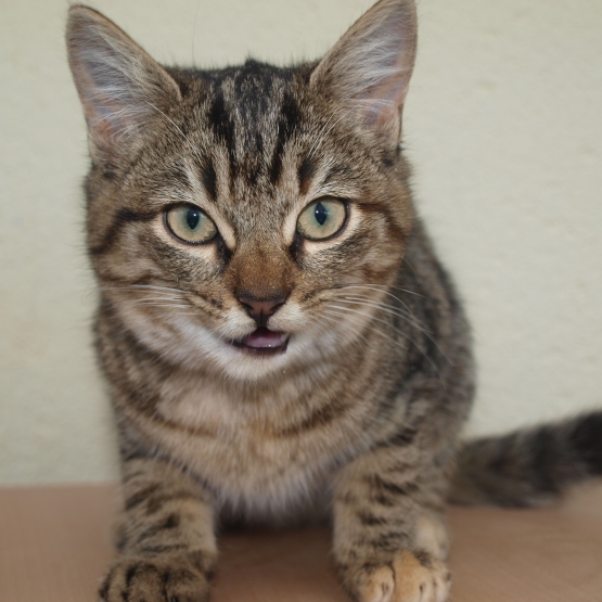 Image pour l'annonce donne contre bons soins chaton femelle