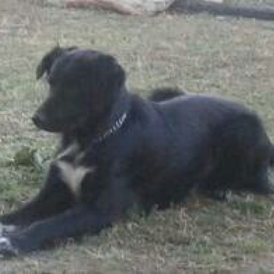 Image pour l'annonce Chien Border Setter