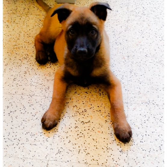 Image pour l'annonce vends berger belge type malinois