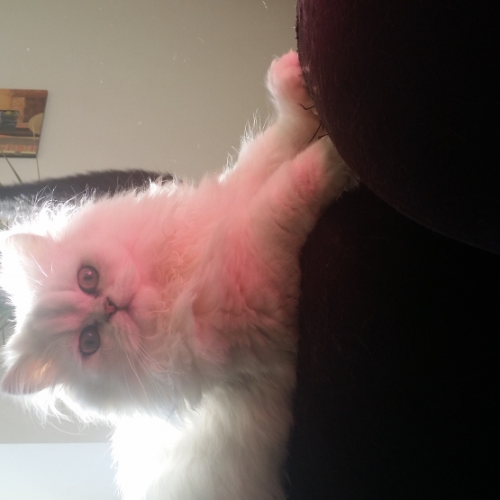 Image pour l'annonce persan black chinchilla loof