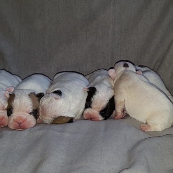 Image pour l'annonce Bouledogue Francais