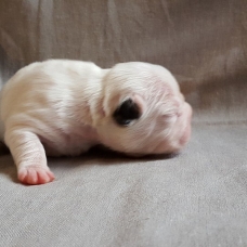 Image pour l'annonce Bouledogue Francais