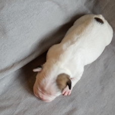 Image pour l'annonce Bouledogue Francais