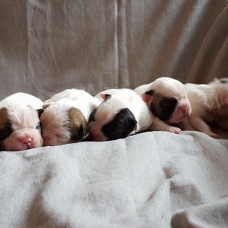 Image pour l'annonce Bouledogue Francais