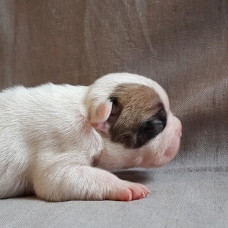 Image pour l'annonce Bouledogue Francais