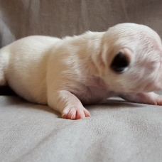 Image pour l'annonce Bouledogue Francais