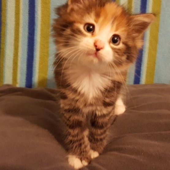 Image pour l'annonce Donne adorables chatons