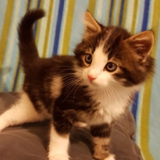 Image pour l'annonce Donne adorables chatons