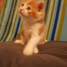 Image pour l'annonce Donne adorables chatons