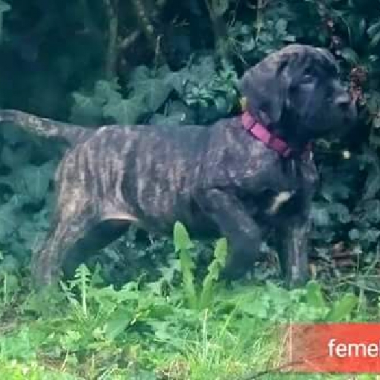 Image pour l'annonce Chiots Dogo canario