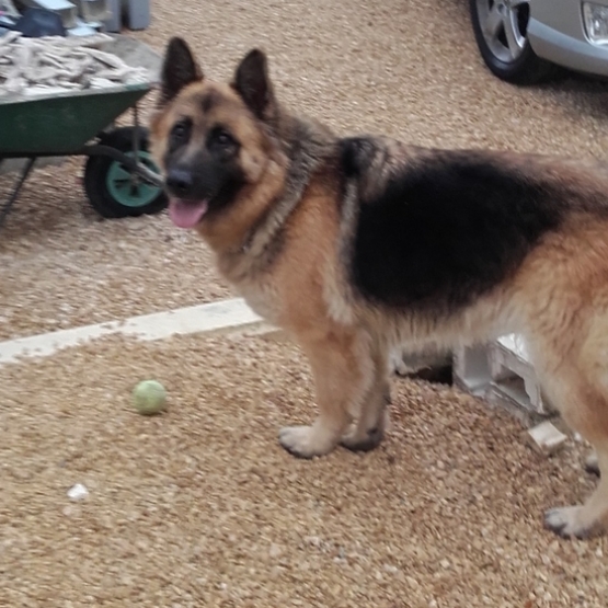 Image pour l'annonce a reserver chiot berger allemand