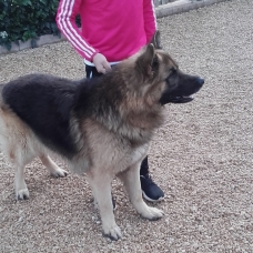 Image pour l'annonce a reserver chiot berger allemand