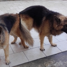 Image pour l'annonce a reserver chiot berger allemand