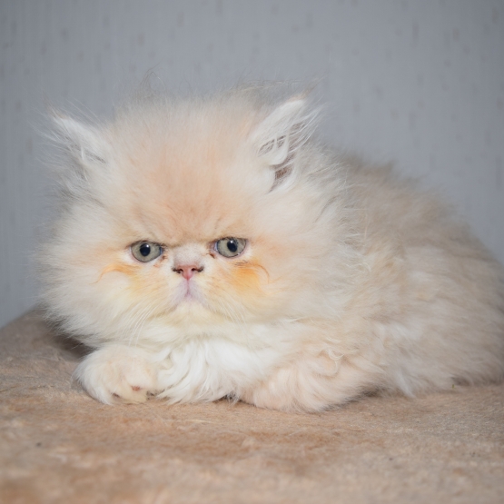 Image pour l'annonce chaton persan