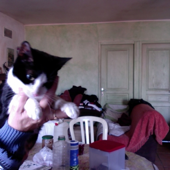 Image pour l'annonce chattes tres calines sociables avec les chiens
