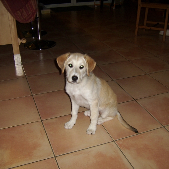 Image pour l'annonce Chienne a donner