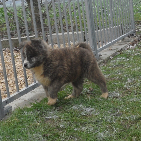 Image pour l'annonce Chiots Akita Inu