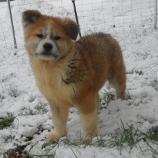 Image pour l'annonce Chiots Akita Inu