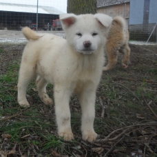 Image pour l'annonce Chiots Akita Inu