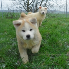 Image pour l'annonce Chiots Akita Inu