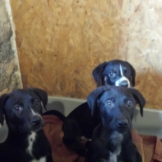 Image pour l'annonce donne chiots croisé labrador-braque