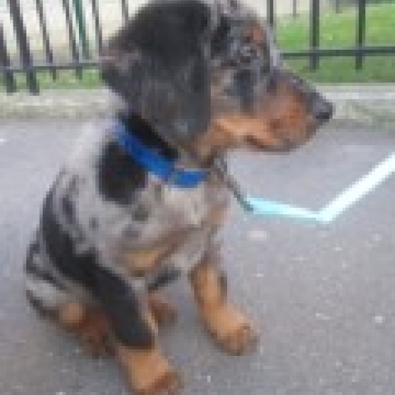Image pour l'annonce adorable chiot beauceron arlequin 2 mois