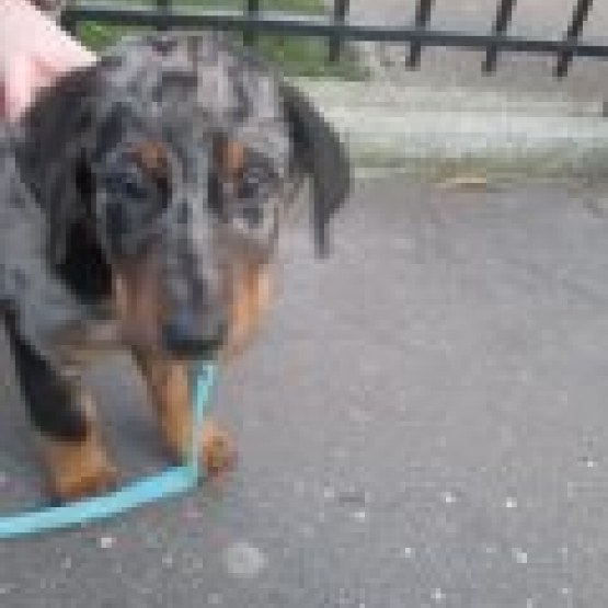 Image pour l'annonce adorable chiot beauceron arlequin 2 mois