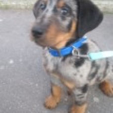 Image pour l'annonce adorable chiot beauceron arlequin 2 mois