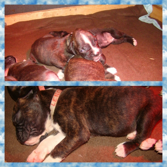 Image pour l'annonce à réserver chiots d'apparence boxer