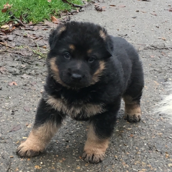 Image pour l'annonce Vend chiot Berger allemand