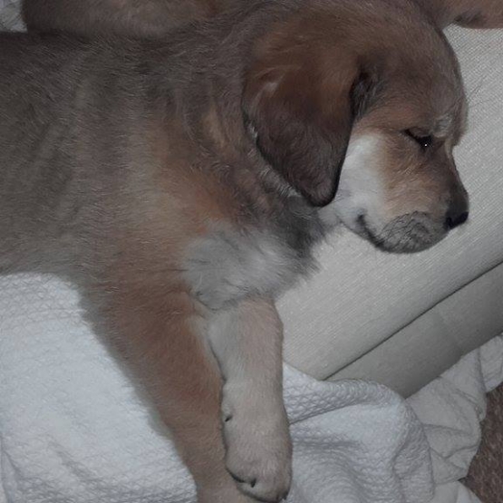 Image pour l'annonce 4 chiots de type golden retrivers