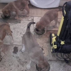 Image pour l'annonce 4 chiots de type golden retrivers