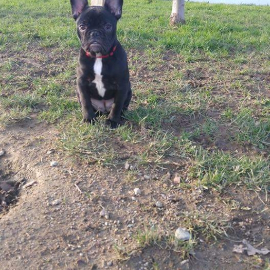 Image pour l'annonce Bouledogue f