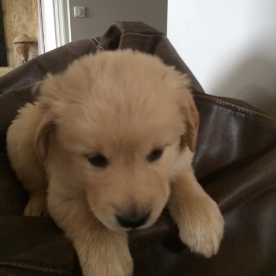 Image pour l'annonce Offre chiots de type Golden Retriever