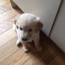 Image pour l'annonce Offre chiots de type Golden Retriever