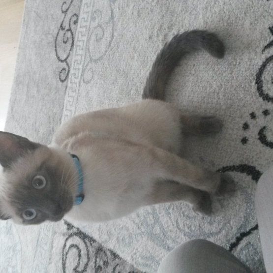Image pour l'annonce Donne chaton siamois